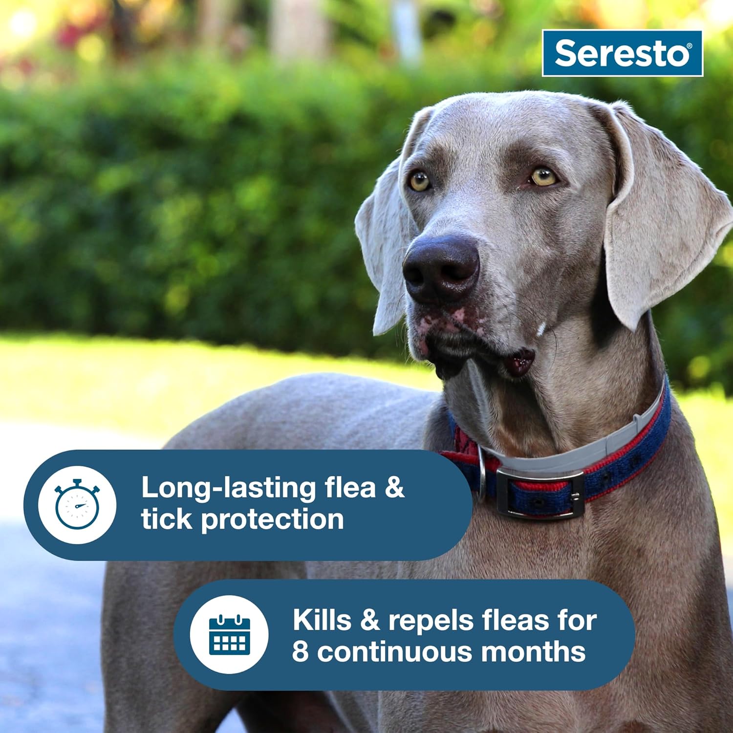 Seresto Flea & Tick Collar for Dogs Over 18 lbs - Vet-Recommended Treatment & 8 Month Protection