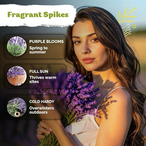 KVITER English Lavender Seeds - Heirloom Non-GMO Lavender (Lavandula Angustifolia) for Indoor & Outdoor Gardens | Organic Flower Seeds