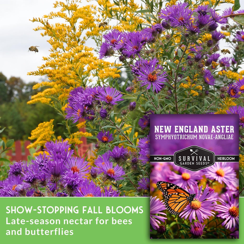 Survival Garden Seeds - New England Aster Seeds | Native Purple Perennial Wildflower | Attracts Butterflies | 1 Pack