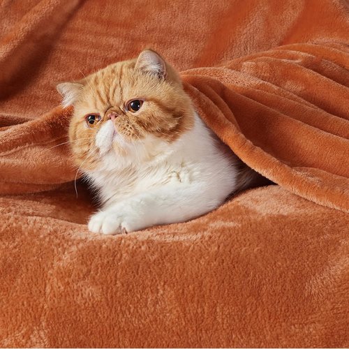 Bedsure GentleSoft Fleece Throw Blanket - 300GSM Plush Burnt Orange Cozy Blanket for Bed, Sofa, Travel
