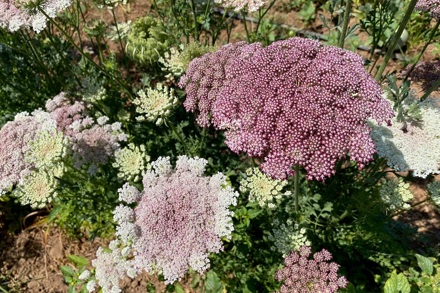 Plant Good Seed Organic Dara Queen Anne's Lace Flower Seeds - Heirloom Ammi in Red, Pink & White - 200 Seeds