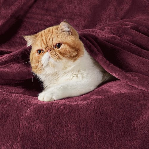 Bedsure GentleSoft Fleece Blanket - Twin Size Burgundy | 300GSM Lightweight Plush & Cozy 60x80 Inches