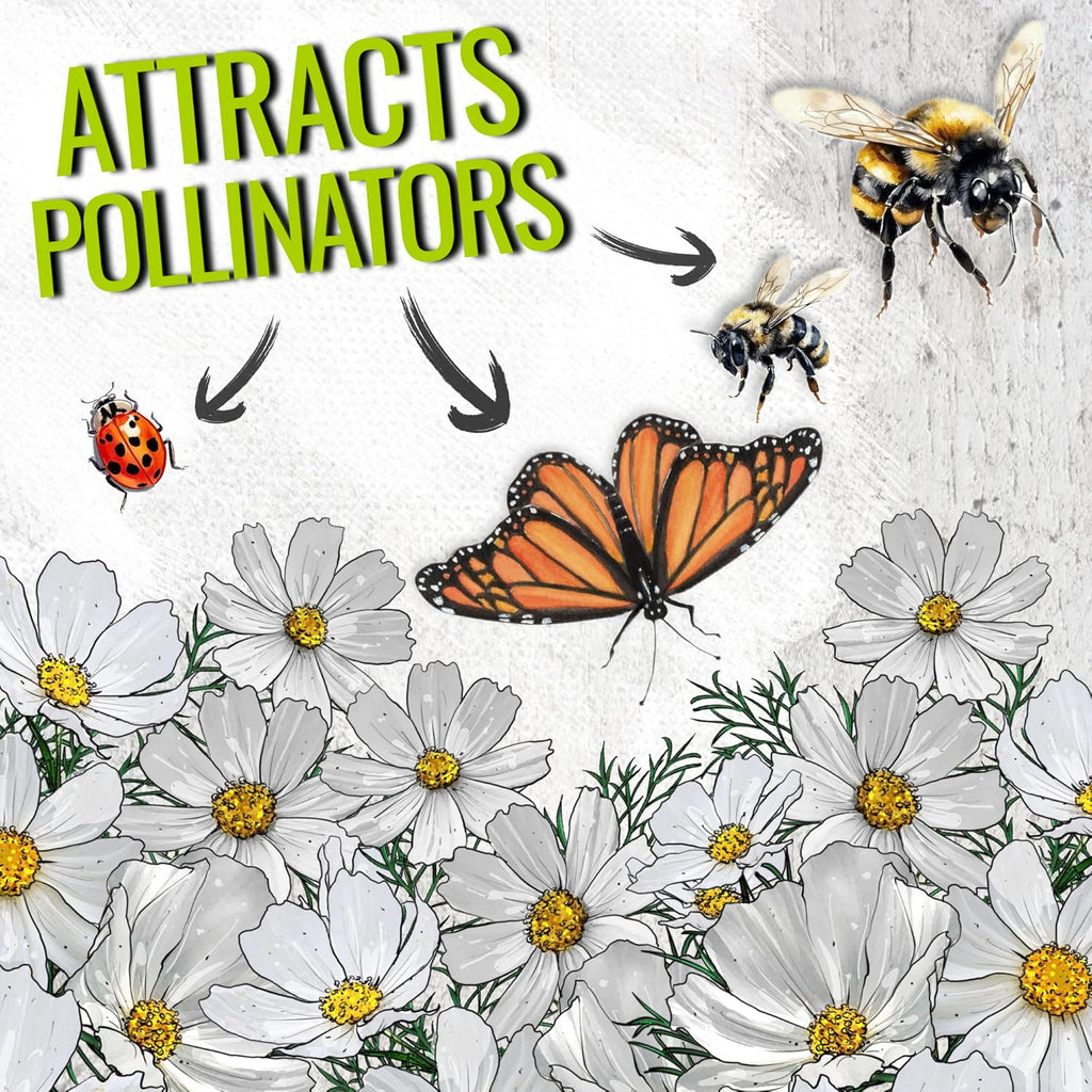 Seed Needs Cosmos Seeds - White Purity Variety Flowering Seeds | 5,000+ Heirloom Seeds for Large Blooms | Attract Butterflies & Pollinators