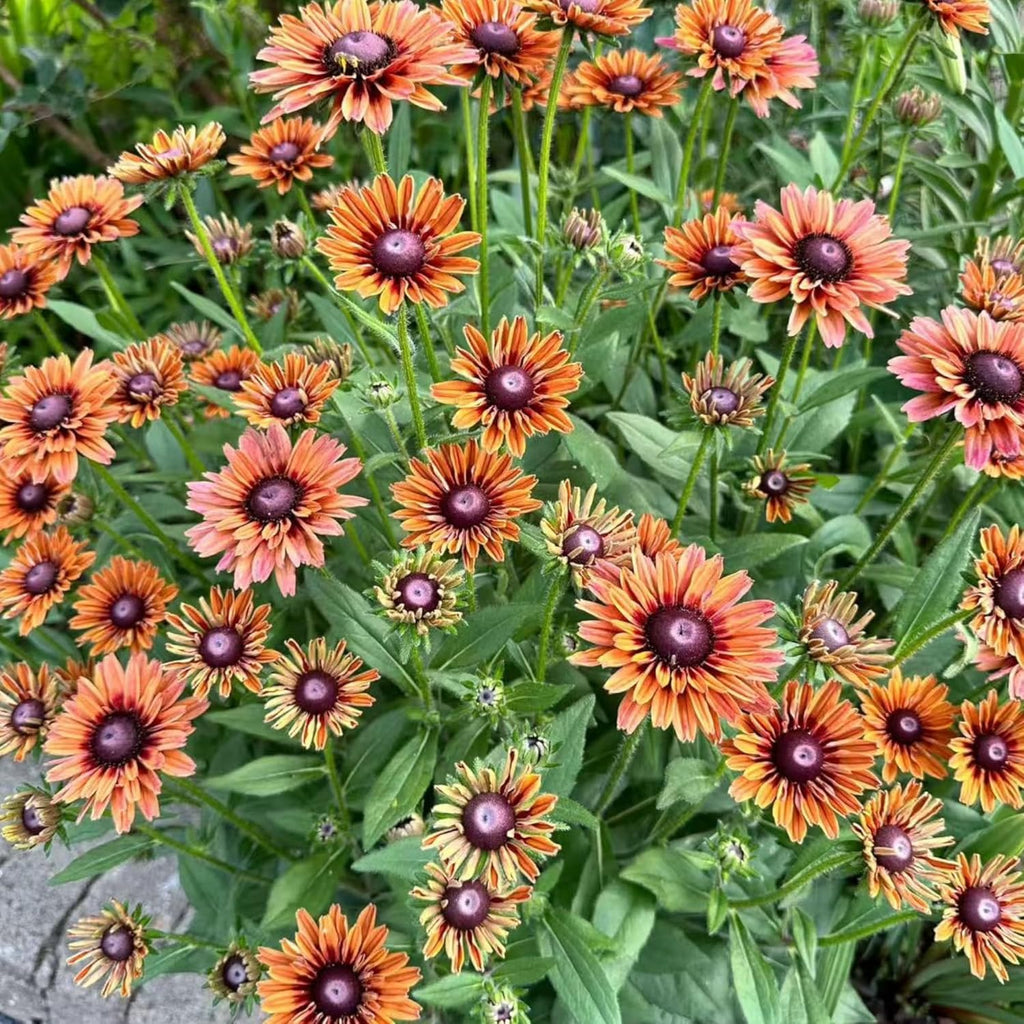Black Eyed Susan Seeds by Heirloom - 500 Non-GMO Rustic Orange & Yellow Rudbeckia for Autumn Gardens