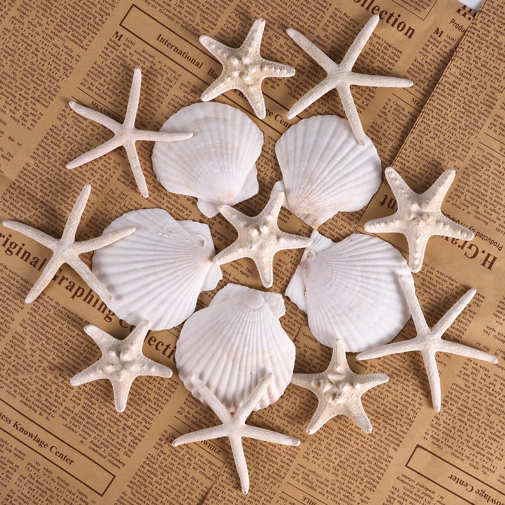 PPCLION 24 PCS Natural Starfish 2-4" and Scallop Shell for Crafts Making Beach Theme Party Wedding Decoration, Home Wall Decor, Christmas Ornaments