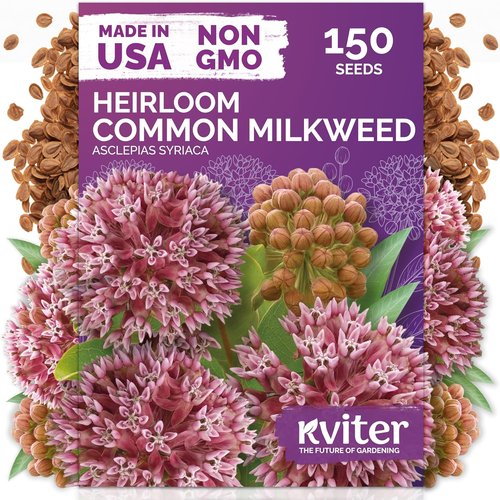 KVITER 150 Common Milkweed Seeds - Pink Perennial Wildflower for Butterflies | Non-GMO Heirloom Garden Seeds