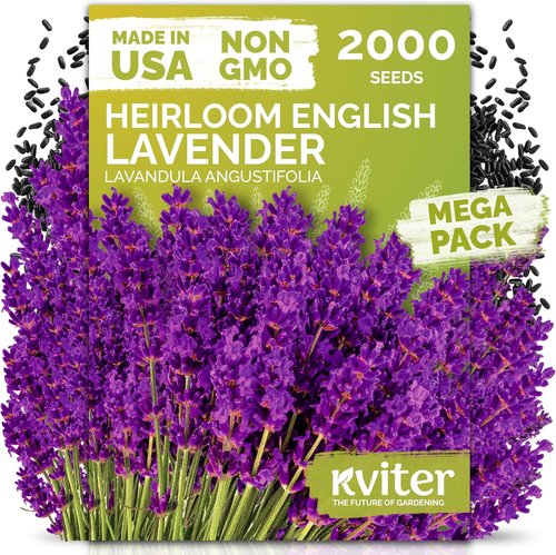 KVITER English Lavender Seeds - Heirloom Non-GMO Lavender (Lavandula Angustifolia) for Indoor & Outdoor Gardens | Organic Flower Seeds