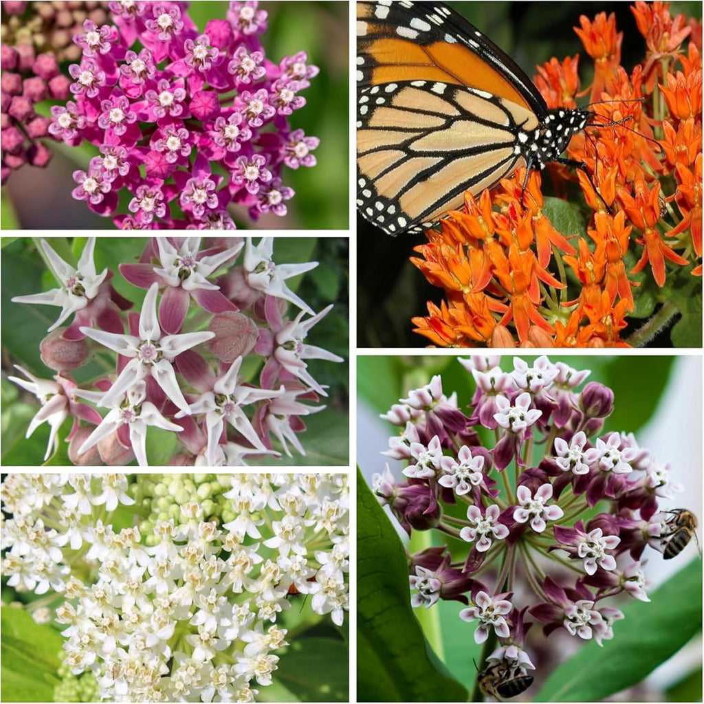 Seed Needs Milkweed Seeds - Attract Monarch Butterflies with Pink, Orange & White Variety Pack (5 Packs)