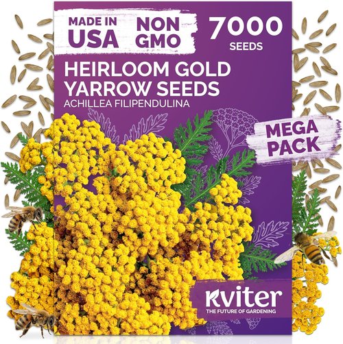 KVITER 7000 Gold Yarrow Seeds - Organic Perennial Flower Seeds for Herb Gardens & Meadows