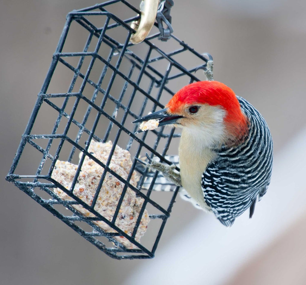 St. Albans Bay Suet Plus Wild Bird Suet Cakes - High Energy Variety Pack, 11 oz | 10 Count