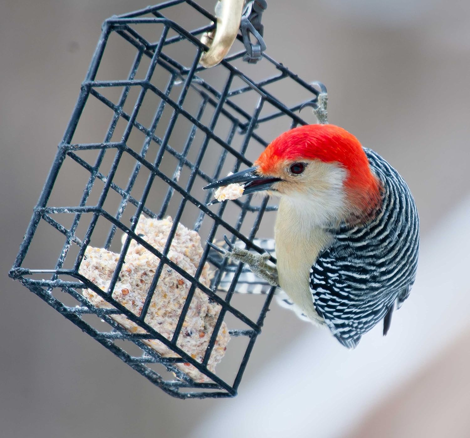 St. Albans Bay Suet Plus Wild Bird Suet Cakes - High Energy Variety Pack, 11 oz | 10 Count