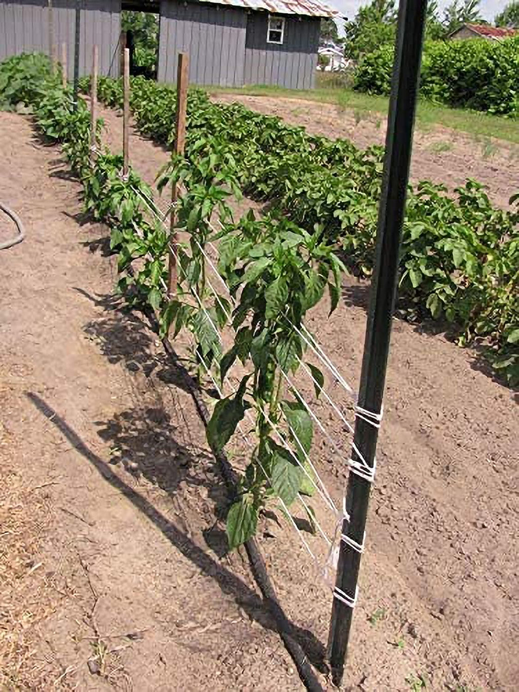 6300FT Garden Twine - Durable Tomato Tying String for Strong Support | Heavy-Duty Green