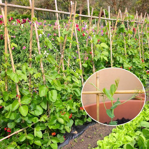 GAGINANG Bamboo Garden Stakes - 4.8FT Sturdy Natural Trellis Support for Tomatoes, Vegetables & Climbing Plants | 20 Pack