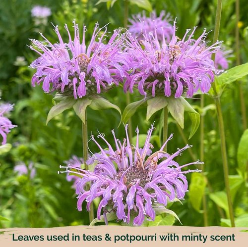 KVITER Wild Bergamot Seeds - 2,000 Organic Bee Balm Seeds for Pollinator Gardens | Non-GMO, 2 Pack