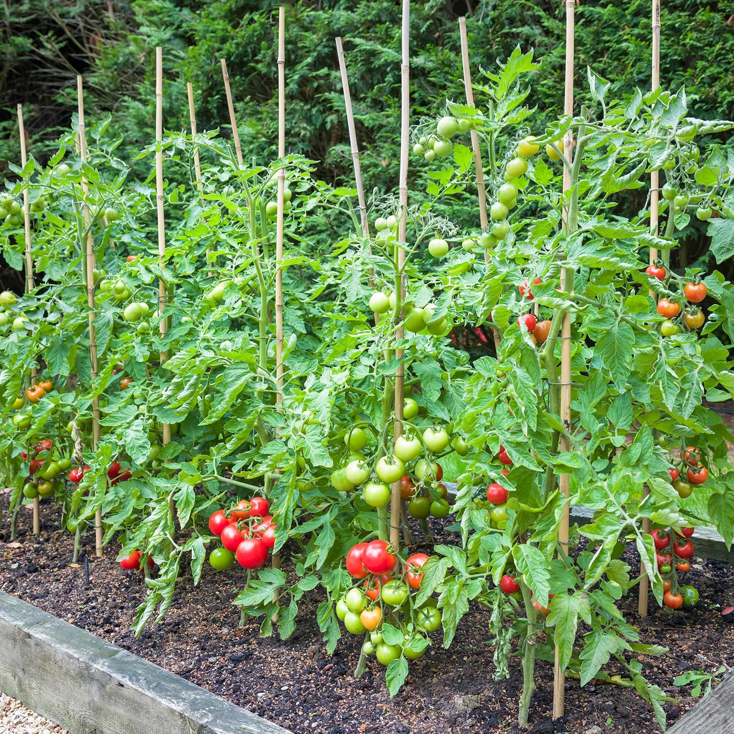 BOVITRO Bamboo Stakes - 3FT Natural Plant Supports for Tomatoes, Beans & Climbing Vegetables | 25 Pcs