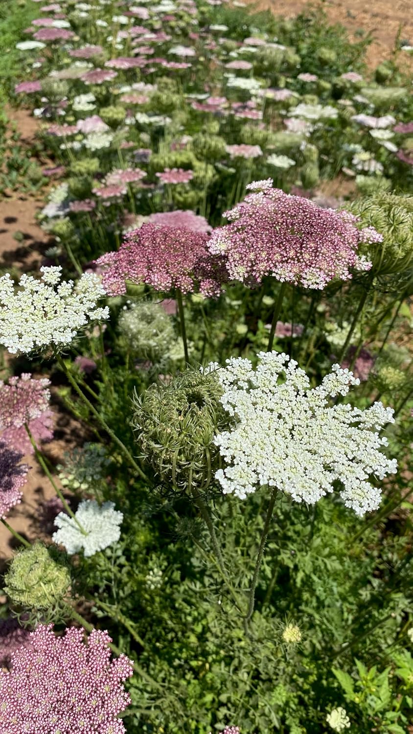 Plant Good Seed Organic Dara Queen Anne's Lace Flower Seeds - Heirloom Ammi in Red, Pink & White - 200 Seeds