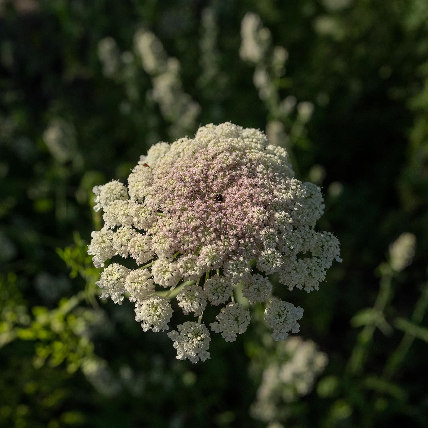 Plant Good Seed Organic Dara Queen Anne's Lace Flower Seeds - Heirloom Ammi in Red, Pink & White - 200 Seeds