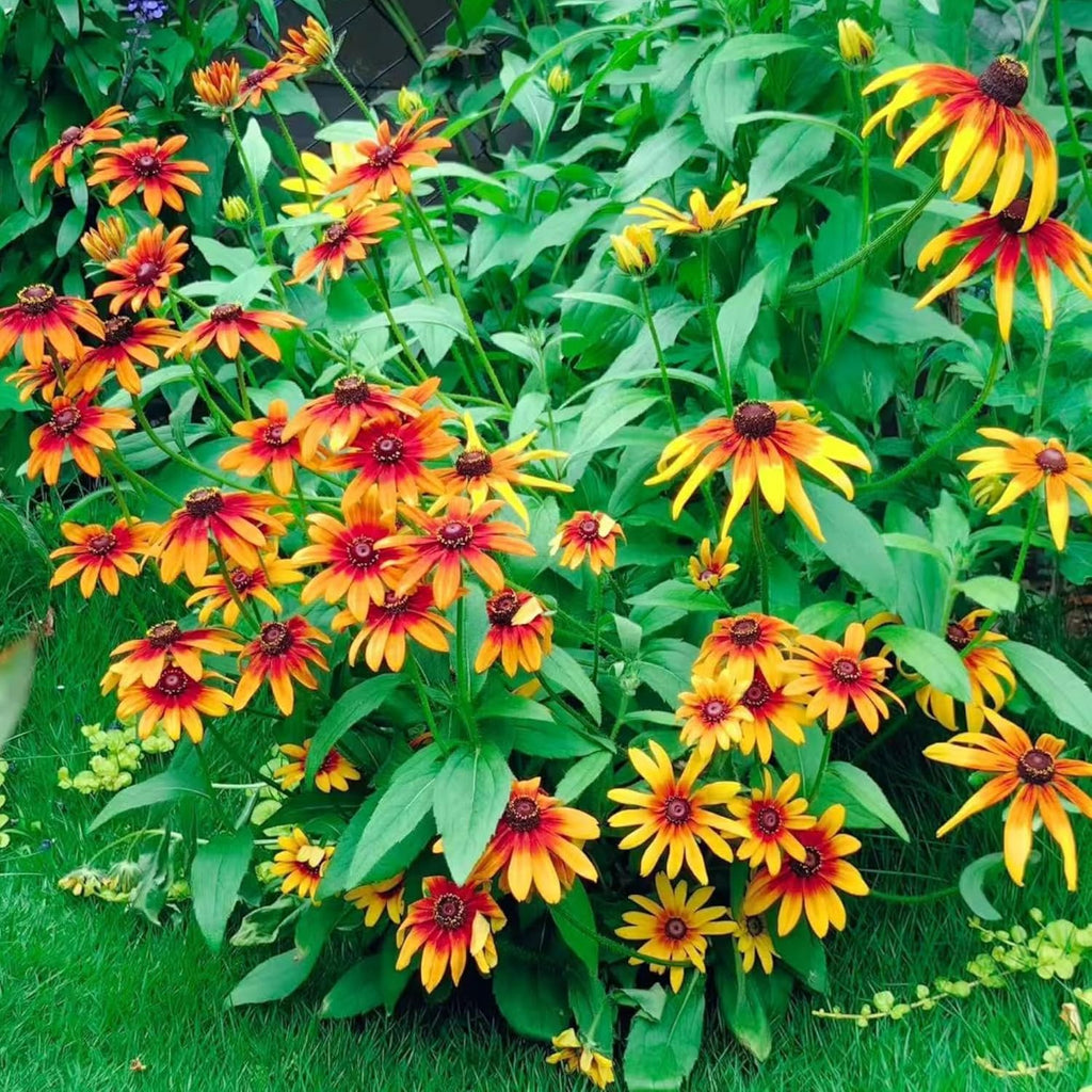 Black Eyed Susan Seeds by Heirloom - 500 Non-GMO Rustic Orange & Yellow Rudbeckia for Autumn Gardens