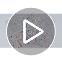 Umillars 5D Embossed Floral Nail Stickers - 6 Sheets Self-Adhesive Flower Nail Decals for DIY Manicure