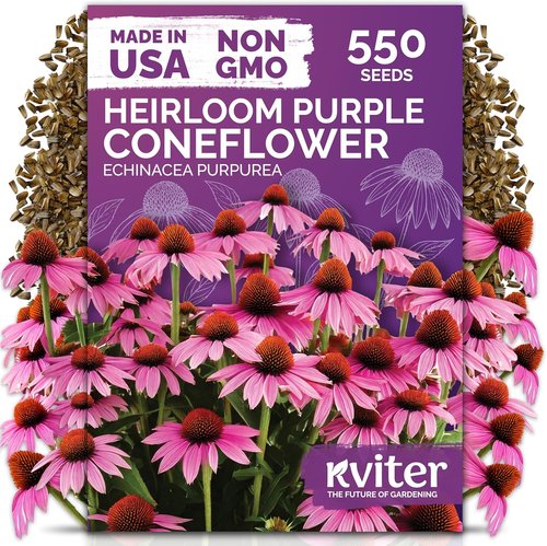 KVITER 550 Purple Coneflower Seeds - Echinacea Purpurea Herb Flower Seeds for Medicinal Gardens | Wildflower Pollinator Pack