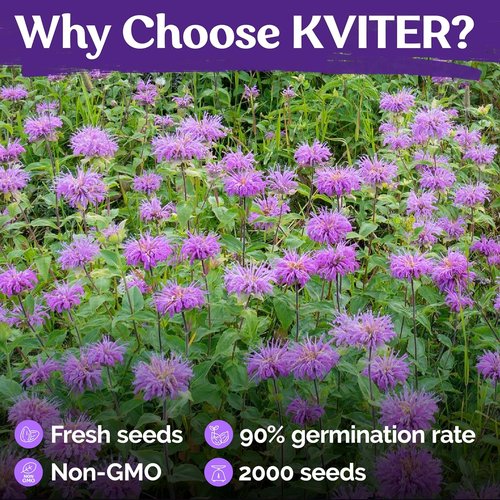 KVITER Wild Bergamot Seeds - 2,000 Organic Bee Balm Seeds for Pollinator Gardens | Non-GMO, 2 Pack