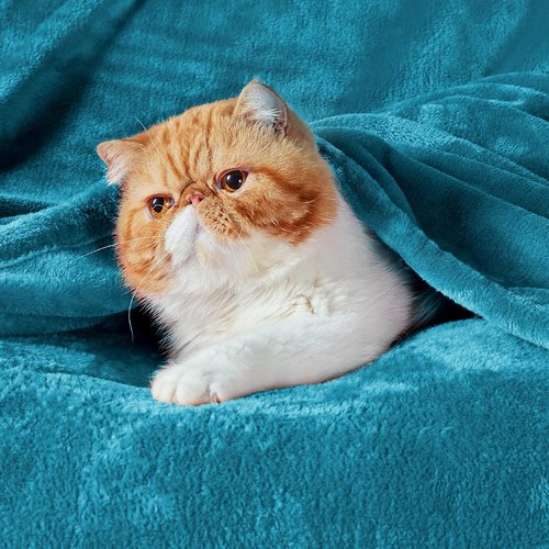 Bedsure GentleSoft Fleece Blanket - Lightweight Plush Cozy Twin Size Teal Blanket for Bed & Travel, 60x80 Inches