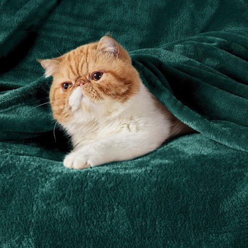 Bedsure GentleSoft Fleece Bed Blanket - Oversized Cozy Microfiber in Forest Green, 120x120 Inches
