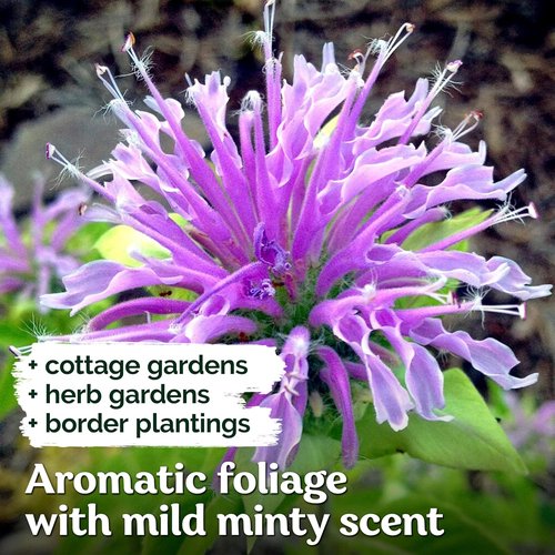 KVITER Wild Bergamot Seeds - 2,000 Organic Bee Balm Seeds for Pollinator Gardens | Non-GMO, 2 Pack