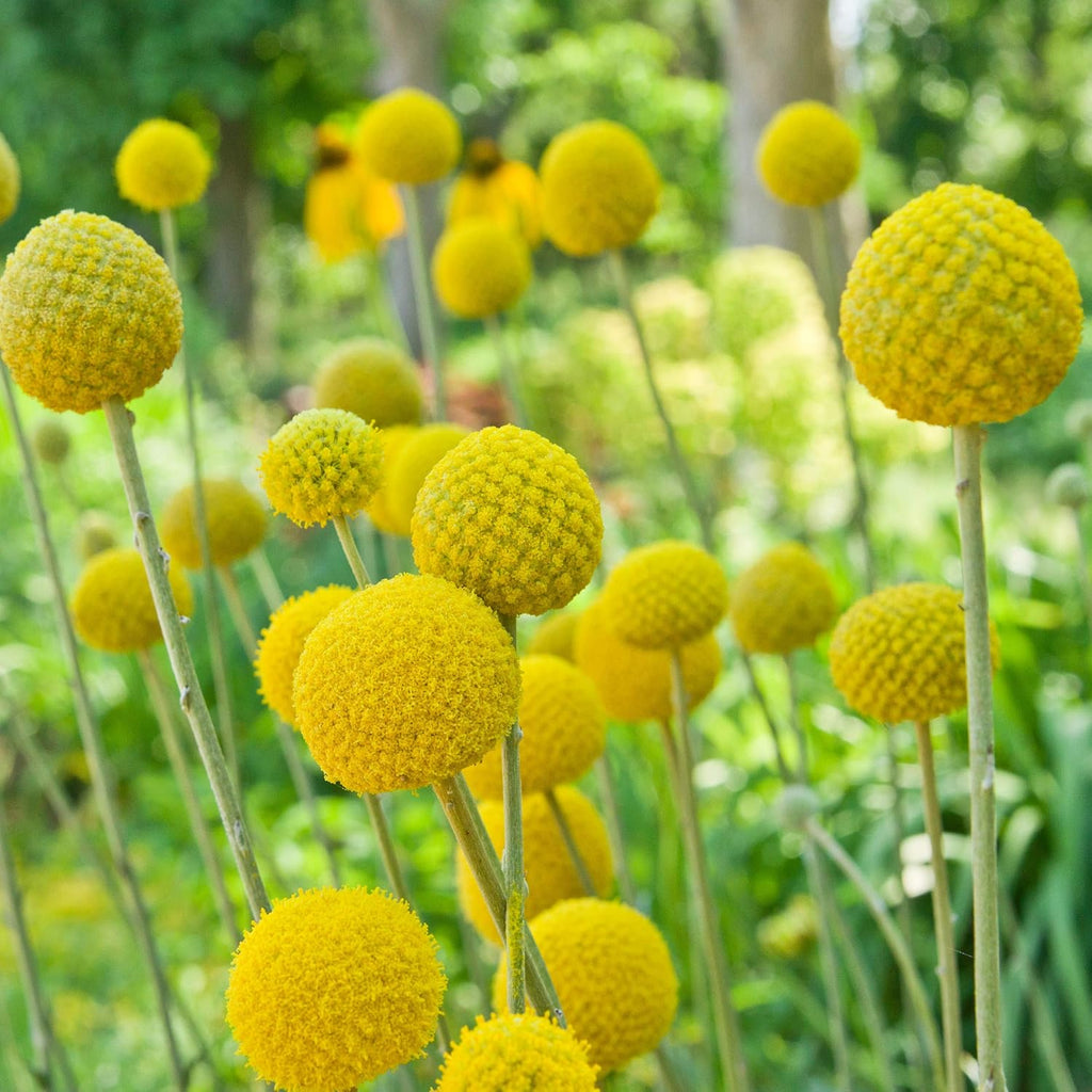Outsidepride Billy Button Craspedia Globosa Seeds - 1000 Pcs of Hardy, Drought-Tolerant Flower Seeds for Vibrant Yellow Blooms