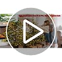 Pine Leaves Artificial Christmas Tree Set of 3 - 2ft, 3ft, 4ft Twinkle LED Holiday Decor
