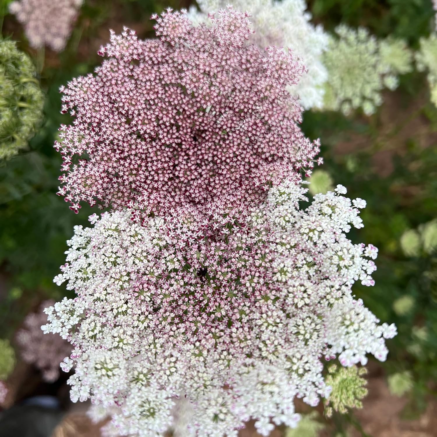 Plant Good Seed Organic Dara Queen Anne's Lace Flower Seeds - Heirloom Ammi in Red, Pink & White - 200 Seeds