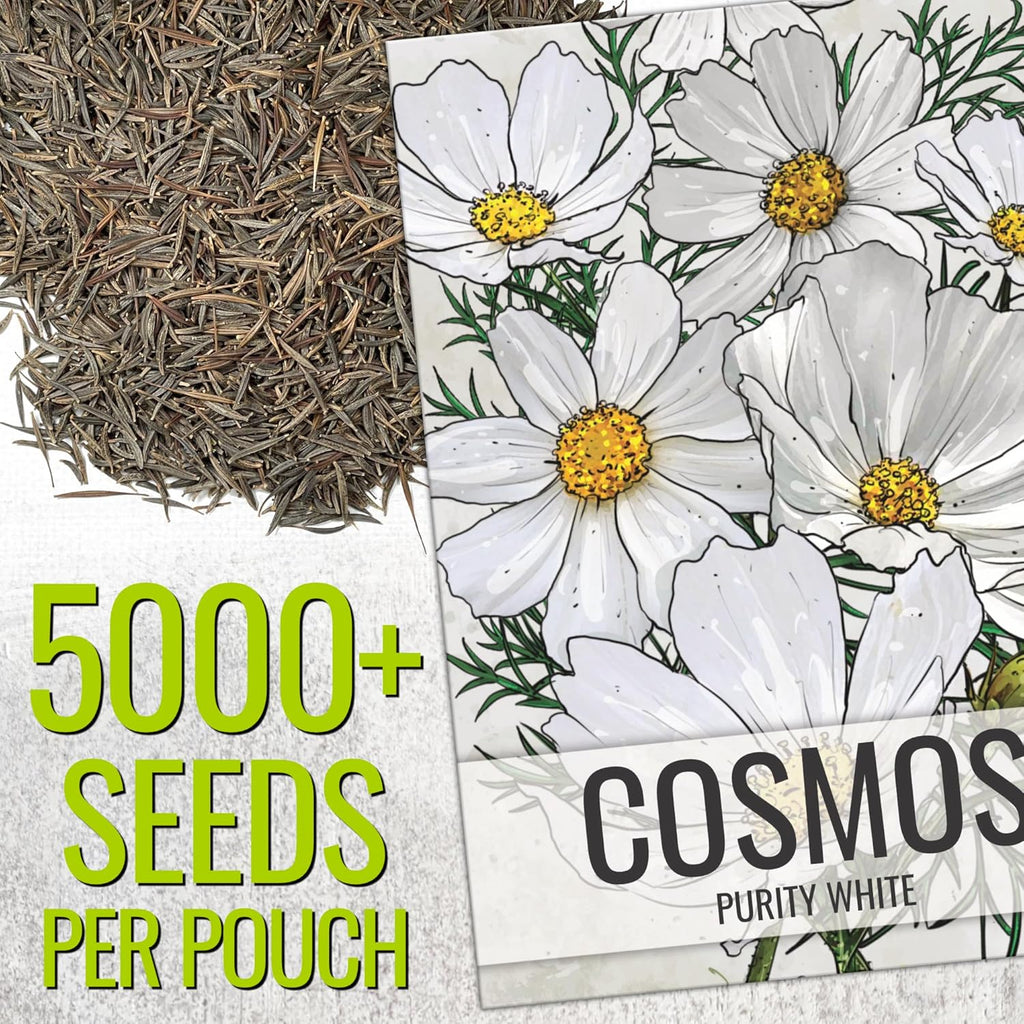 Seed Needs Cosmos Seeds - White Purity Variety Flowering Seeds | 5,000+ Heirloom Seeds for Large Blooms | Attract Butterflies & Pollinators