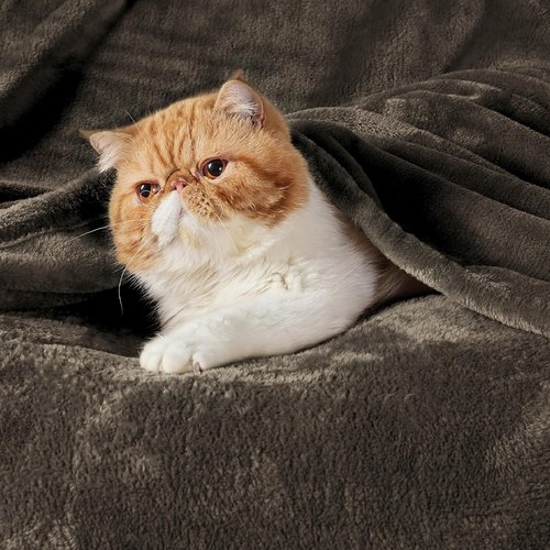 Bedsure GentleSoft Fleece Throw Blanket - XL 300GSM Plush Cozy Blanket in Brown, 50x70 Inches for Bed & Travel