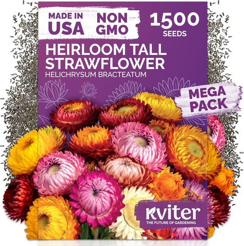 KVITER 1,500 Tall Mix Strawflower Seeds - Organic Golden Everlasting Flower for Outdoor Planting & Drying