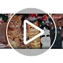 Orange Cat Hand Towel, Decorative Hanging Kitchen and Bathroom Towel