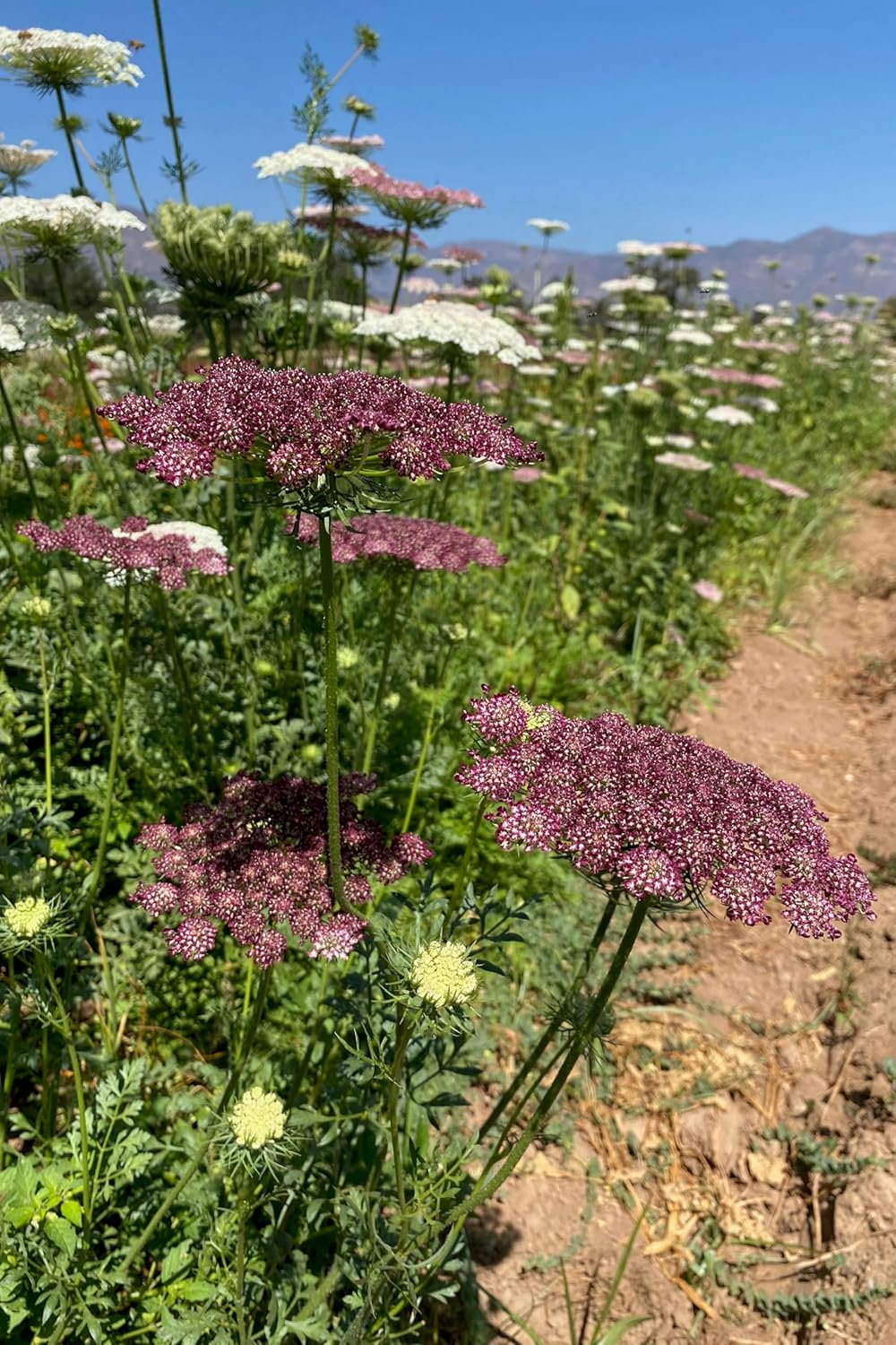 Plant Good Seed Organic Dara Queen Anne's Lace Flower Seeds - Heirloom Ammi in Red, Pink & White - 200 Seeds