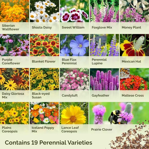 Eden Brothers Wildflower Mixed Seeds - 120,000+ Perennial Seeds | Attract Pollinators, 1/4 lb, Zones 3-10