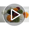 Burgundy Artificial Mums - 12Pcs Silk Flowers with Bendable Stems