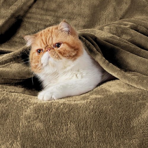 Bedsure GentleSoft Fleece Blanket - Lightweight Plush Cozy Twin Size Camel 60x80 Inches for Bed & Travel