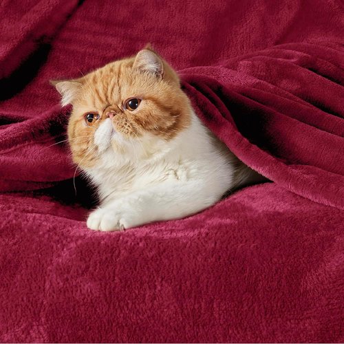 Bedsure GentleSoft Fleece Blanket - Cozy Lightweight Plush Twin Size Red 60x80 Inches for Bed & Travel