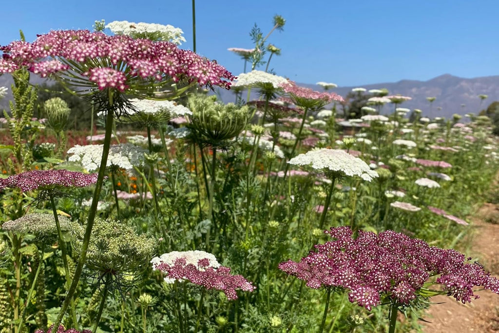 Plant Good Seed Organic Dara Queen Anne's Lace Flower Seeds - Heirloom Ammi in Red, Pink & White - 200 Seeds