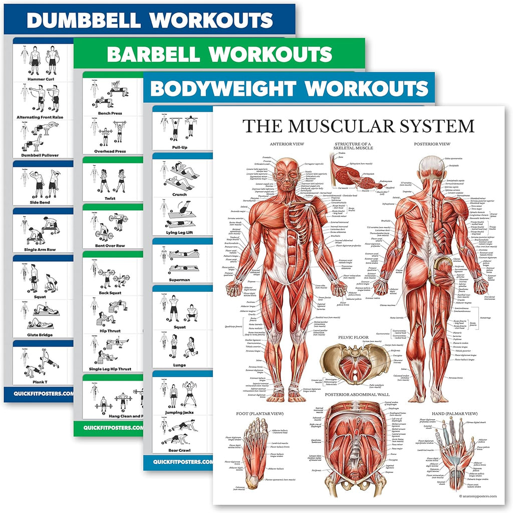 Palace Learning Dumbbell & Barbell Workout Charts - Set of 4 Laminated Muscle Guides (18" x 24")