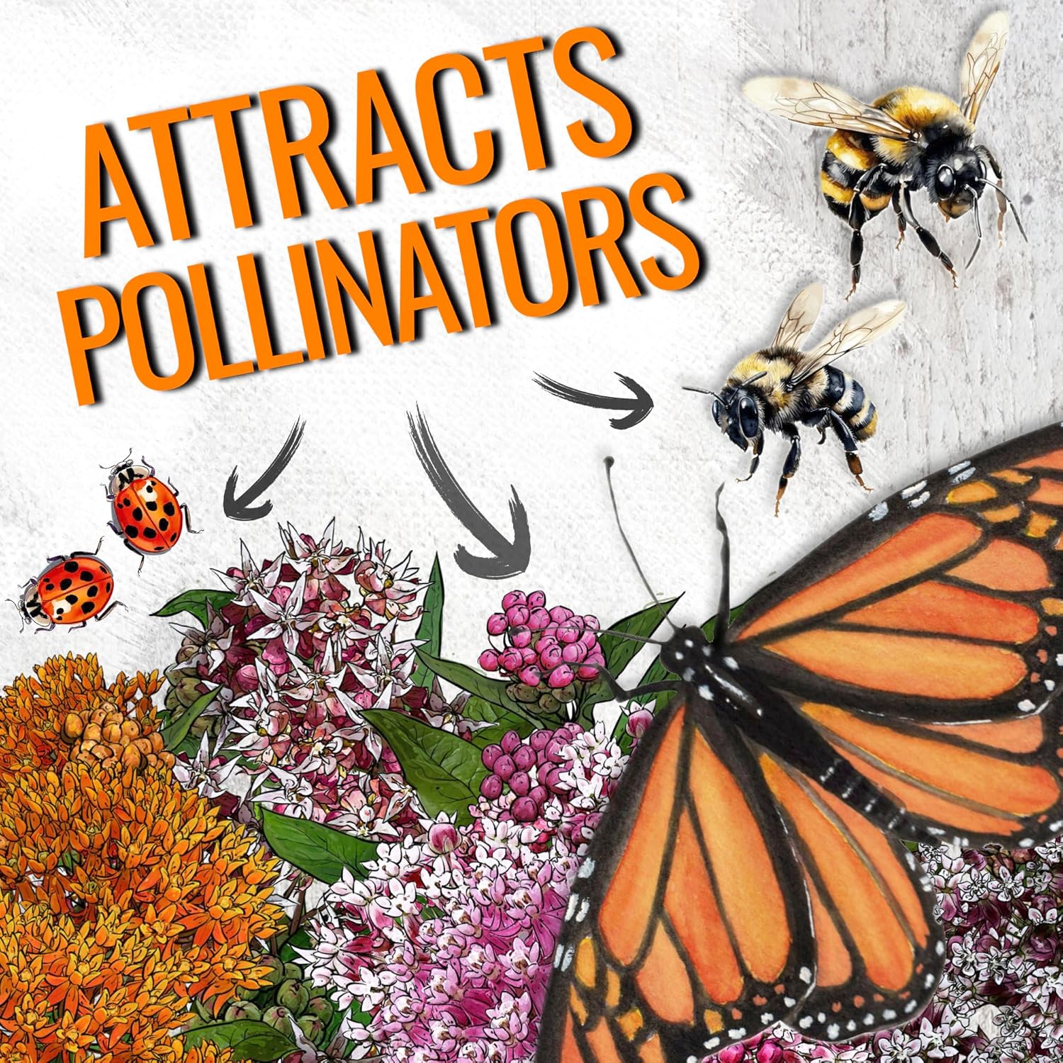 Seed Needs Milkweed Seeds - Attract Monarch Butterflies with Pink, Orange & White Variety Pack (5 Packs)