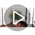 36 Inch Artificial Norfolk Pine Stems - Long Realistic Branches for Holiday Decor - 10 Pack