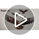 Bald Eagle Wall Decal - Removable Animal Wall Sticker by RoyoLam