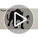Panther Wall Decal Wildlife Animal Wall Sticker for Kids & Home Decor
