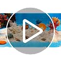 Natural Seashells and Starfish Set for Crafts - 60 Assorted Pieces